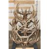 Image 7 : XXL Hand-made ELK Antler Chandelier Made from 20 Antler Sheds