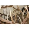 Image 9 : XXL Hand-made ELK Antler Chandelier Made from 20 Antler Sheds