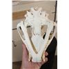 Image 10 : *TEXAS RESIDENTS ONLY* TIGER Skull with All its Teeth and XL Canines