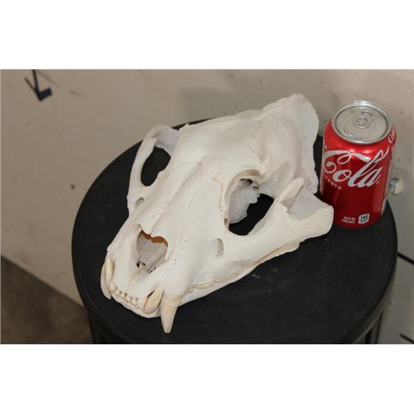 *TEXAS RESIDENTS ONLY* TIGER Skull with All its Teeth and XL Canines