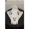 Image 2 : *TEXAS RESIDENTS ONLY* TIGER Skull with All its Teeth and XL Canines