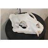 Image 3 : *TEXAS RESIDENTS ONLY* TIGER Skull with All its Teeth and XL Canines