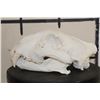 Image 6 : *TEXAS RESIDENTS ONLY* TIGER Skull with All its Teeth and XL Canines