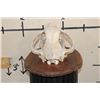 Image 10 : *TEXAS RESIDENTS ONLY* The Biggest AFRICAN LION Skull We have Ever Seen!