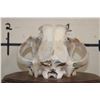 Image 11 : *TEXAS RESIDENTS ONLY* The Biggest AFRICAN LION Skull We have Ever Seen!