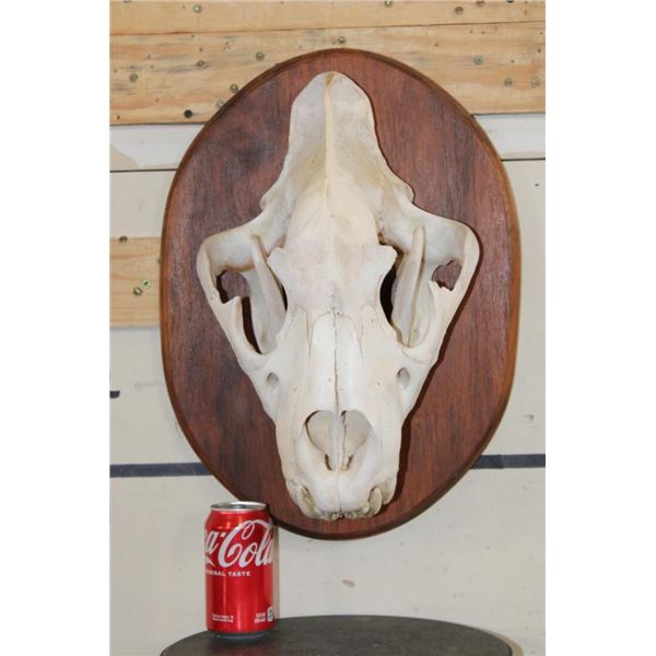 *TEXAS RESIDENTS ONLY* The Biggest AFRICAN LION Skull We have Ever Seen!