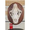 Image 1 : *TEXAS RESIDENTS ONLY* The Biggest AFRICAN LION Skull We have Ever Seen!
