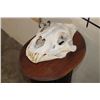 Image 2 : *TEXAS RESIDENTS ONLY* The Biggest AFRICAN LION Skull We have Ever Seen!