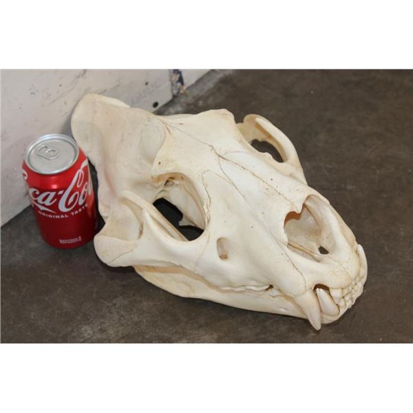 *TEXAS RESIDENTS ONLY* Big AFRICAN LION Skull with All its Teeth