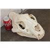 Image 1 : *TEXAS RESIDENTS ONLY* Big AFRICAN LION Skull with All its Teeth