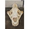 Image 2 : *TEXAS RESIDENTS ONLY* Big AFRICAN LION Skull with All its Teeth