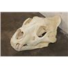 Image 3 : *TEXAS RESIDENTS ONLY* Big AFRICAN LION Skull with All its Teeth