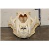 Image 4 : *TEXAS RESIDENTS ONLY* Big AFRICAN LION Skull with All its Teeth