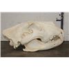 Image 5 : *TEXAS RESIDENTS ONLY* Big AFRICAN LION Skull with All its Teeth