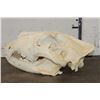 Image 6 : *TEXAS RESIDENTS ONLY* Big AFRICAN LION Skull with All its Teeth