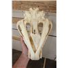 Image 8 : *TEXAS RESIDENTS ONLY* Big AFRICAN LION Skull with All its Teeth