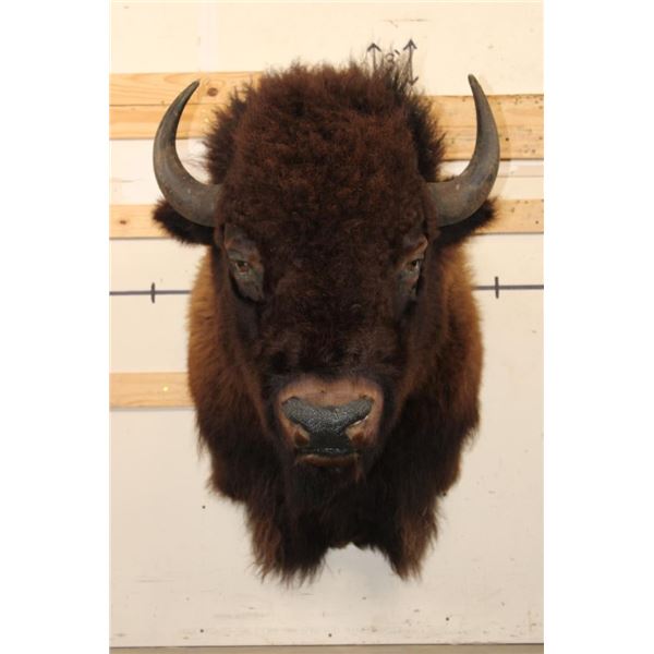 XXL BUFFALO or BISON Shoulder Mount