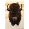 Image 1 : XXL BUFFALO or BISON Shoulder Mount