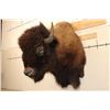 Image 2 : XXL BUFFALO or BISON Shoulder Mount