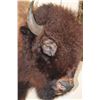 Image 4 : XXL BUFFALO or BISON Shoulder Mount