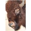 Image 6 : XXL BUFFALO or BISON Shoulder Mount