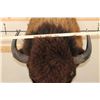 Image 7 : XXL BUFFALO or BISON Shoulder Mount