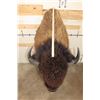 Image 8 : XXL BUFFALO or BISON Shoulder Mount