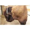 Image 9 : XXL BUFFALO or BISON Shoulder Mount