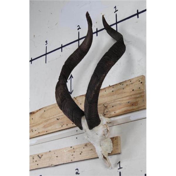 *TEXAS RESIDENTS ONLY* Very Nice MARKHOR SKULL with Removable Horns