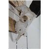 Image 4 : *TEXAS RESIDENTS ONLY* Very Nice MARKHOR SKULL with Removable Horns