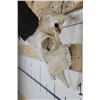 Image 6 : *TEXAS RESIDENTS ONLY* Very Nice MARKHOR SKULL with Removable Horns