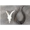 Image 8 : *TEXAS RESIDENTS ONLY* Very Nice MARKHOR SKULL with Removable Horns