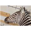 Image 11 : ZEBRA Pedestal Mount with 4 ZEBRA Hide Panels on its Wooden Base