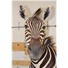 Image 12 : ZEBRA Pedestal Mount with 4 ZEBRA Hide Panels on its Wooden Base