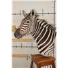 Image 6 : ZEBRA Pedestal Mount with 4 ZEBRA Hide Panels on its Wooden Base