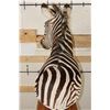 Image 9 : ZEBRA Pedestal Mount with 4 ZEBRA Hide Panels on its Wooden Base