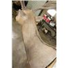Image 10 : *TEXAS RESIDENTS ONLY* 10-Point PERE DAVID DEER Shoulder Mount