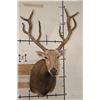 Image 1 : *TEXAS RESIDENTS ONLY* 10-Point PERE DAVID DEER Shoulder Mount