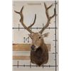 Image 2 : *TEXAS RESIDENTS ONLY* 10-Point PERE DAVID DEER Shoulder Mount