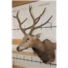 Image 3 : *TEXAS RESIDENTS ONLY* 10-Point PERE DAVID DEER Shoulder Mount