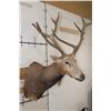 Image 4 : *TEXAS RESIDENTS ONLY* 10-Point PERE DAVID DEER Shoulder Mount