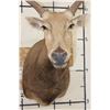 Image 6 : *TEXAS RESIDENTS ONLY* 10-Point PERE DAVID DEER Shoulder Mount