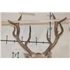 Image 8 : *TEXAS RESIDENTS ONLY* 10-Point PERE DAVID DEER Shoulder Mount