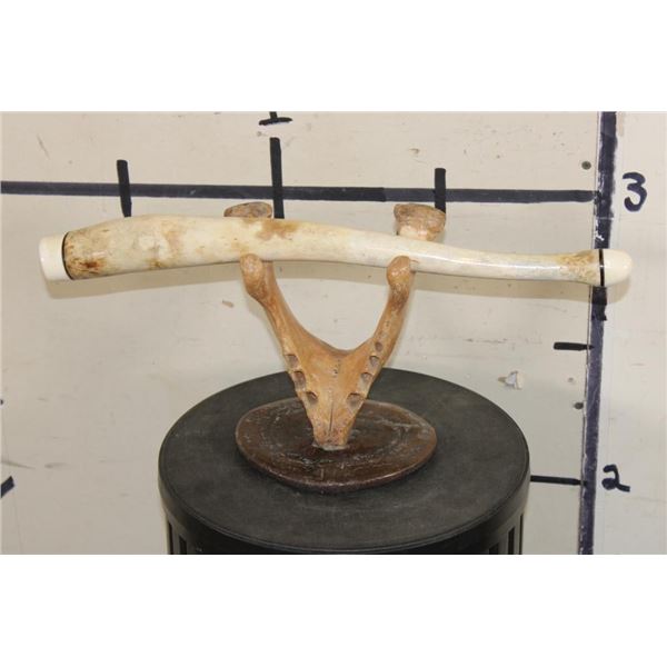 WALRUS OOSIK with WALRUS Tusk IVORY, mounted on a Walrus Jaw and Fossilized Whale Vertebrae Stand