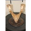 Image 6 : WALRUS OOSIK with WALRUS Tusk IVORY, mounted on a Walrus Jaw and Fossilized Whale Vertebrae Stand