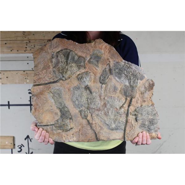 Big Moroccan CRINOID Fossil Plate from Morocco, Weight: 19lbs