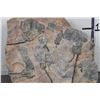 Image 3 : Big Moroccan CRINOID Fossil Plate from Morocco, Weight: 19lbs