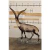 Image 10 : Big Life-sized GREDOS IBEX on a light-weight foam, simulated Rock Base