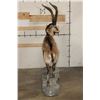 Image 13 : Big Life-sized GREDOS IBEX on a light-weight foam, simulated Rock Base
