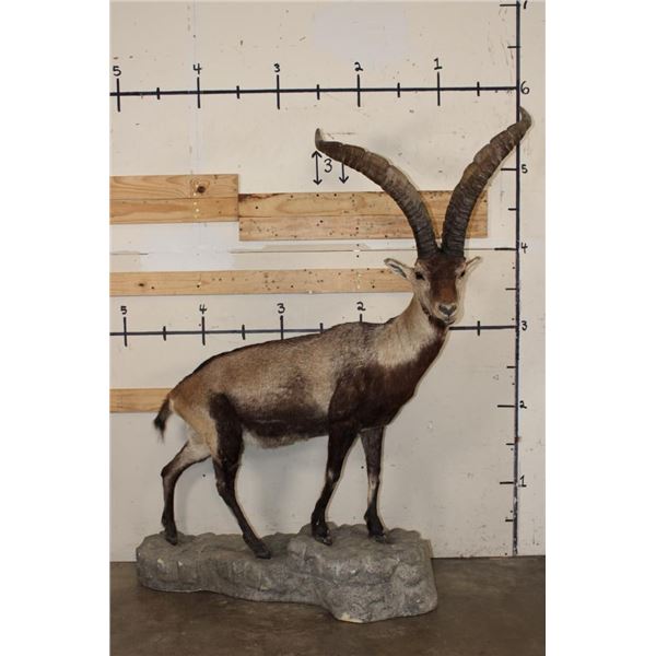 Big Life-sized GREDOS IBEX on a light-weight foam, simulated Rock Base